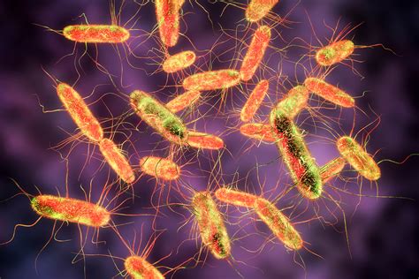 what are some diseases similar to salmonella